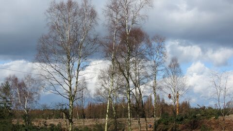 Waldmoor mehrere Birken in einem Moor mit wolkenverhangenem Himmel
