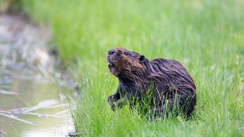 grüne Wiese, Wasser, Biber