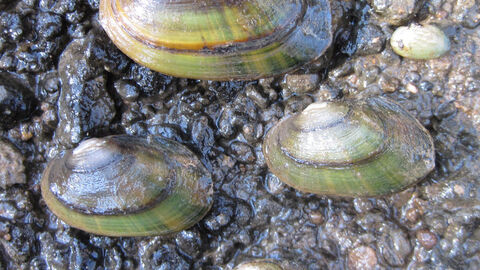 Muscheln auf Steinen
