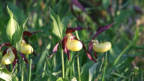 Pflanzen in den Farben lila und gelb auf einer Wiese