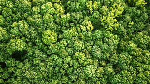 Vogelperspektive Wald / Bäume