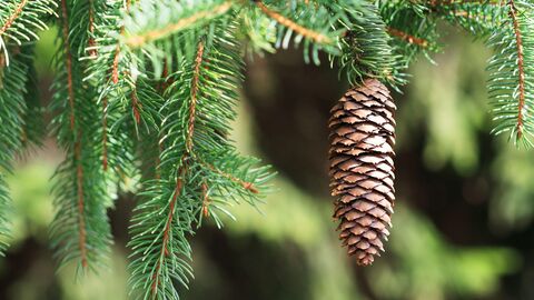 Tannenzweig mit Tannenzapfen