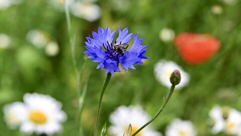 Naturschutz Feld mit Korn- und Mohnblumen sowie Kamille. Auf der Kornblume sitzt ein Insekt.