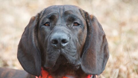 Jagdhund in Nahaufnahme