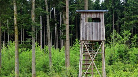 Waldrand mit Hochsitz