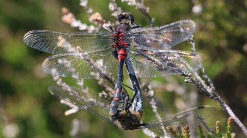 Libelle mit rotem Körper auf einer Wiese