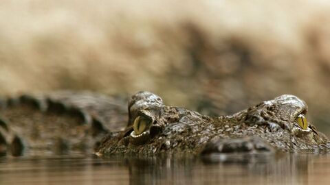Haltung gefährlicher Tiere ein Krokodil im Wasser