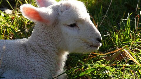 Meißnerlamm, ein weißes Lamm