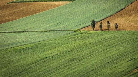 Naturschutz Felder und Ländereien, mittendrin vier Bäume