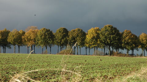 Landschaftsschutzgebiete Laubbäume, dunkler Himmel, grünes Feld
