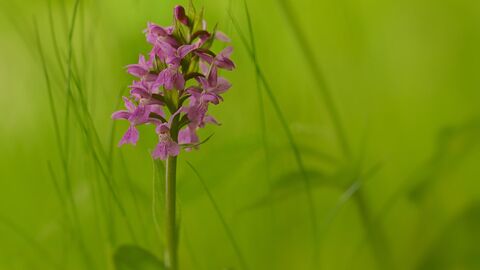 lila blühende Pflanze auf eine Wiese, das Knabenkraut