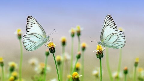 Butterflies, Schmetterlinge bläuliche Schmetterline auf verblühtem Löwenzahn