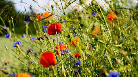 HALM - Hessisches Agrarumweltprogramm rote und lila blühende Pflanzen in einer Wiese im Sonnenschein