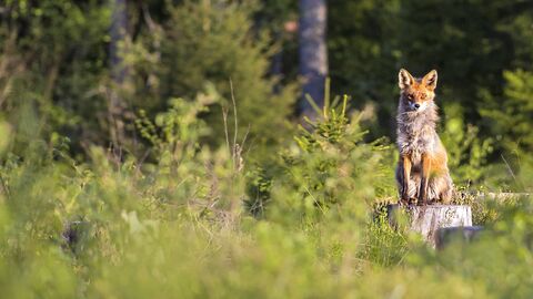 Fuchs am Waldrand auf Baumstumpf sitzend 
