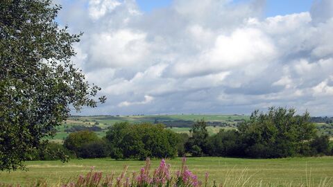 Biosphärenreservat Rhön  grüne Wiese, rosa blühende Pflanzen, Bäume, wolkenverhangener Himmel