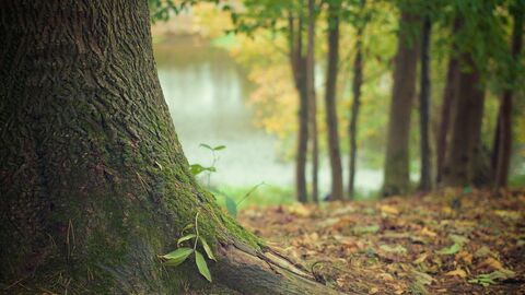 Baumstamm in Nahaufnahme, mit Waldboden und Lichtung mit Bäumen im Hintergrund