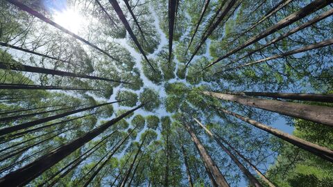 Blick nach oben zu den Baumkronen