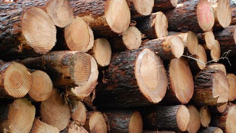 Holzpolter, Baumstämme