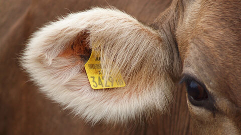 Ohrmarke einer Kuh