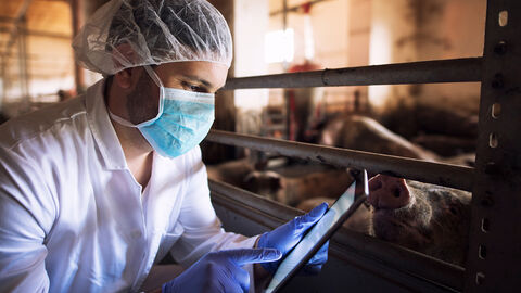 Mann in Schutzausrüstung in hockender Position macht in einem Stall Notizen auf einem iPad.
