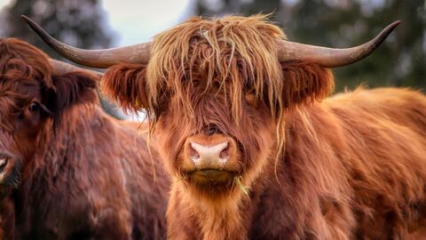 Rind mit langem Fell und Horn