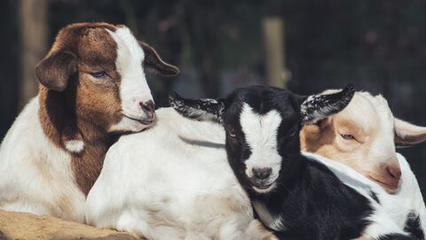 Drei Ziegen liegen aufeinander im Gehege.