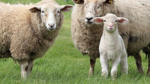 Allgemeines Veterinärwesen Schafe auf einer Weide