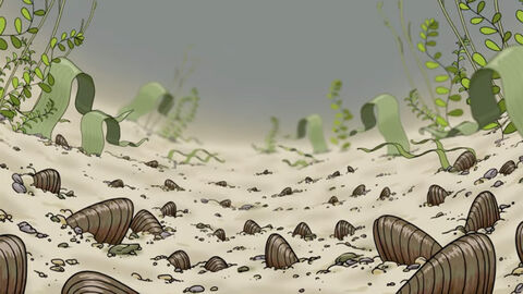 Bachmuschelvorkommen auf Wassergrund