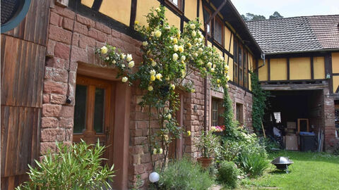 Fachwerkhaus mit Grünpflanzen auf dem Hof. 