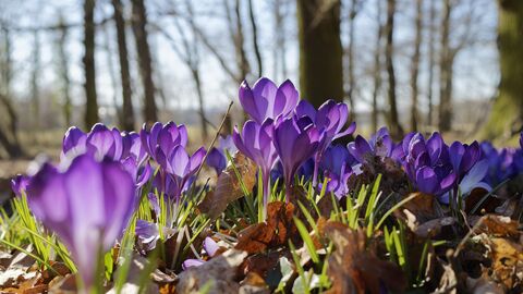 Eingriffsregelung Krokusse im Wald