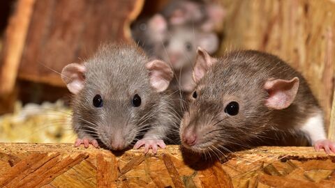 Biozide drei Nagetiere
