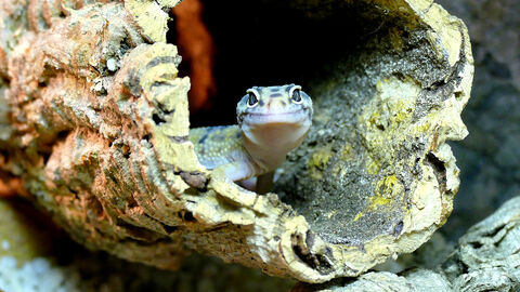 Leopardgecko guckt aus einer Korkröhre.