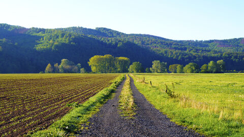 Online-Fördermittelsprechstunde am Montag 20.3. Feldweg mit Acker- und Grünland links und rechts. Wald im Hintergrund.