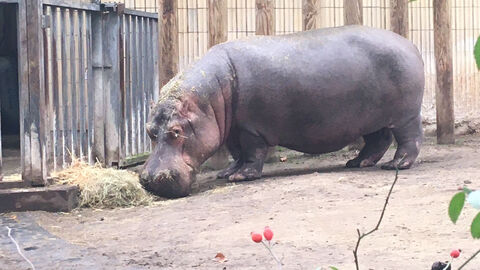 Ein Flußpferd im Gehege