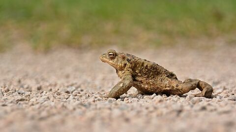 Eine Erdkröte.