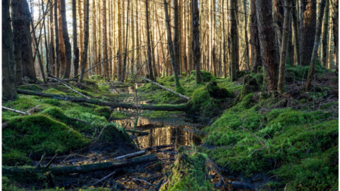 Über einen Meter breiter Entwässerungsgraben Wassergraben für Moore im Wald
