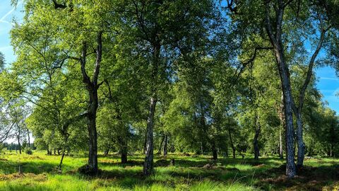 Wald aus Moorbirken auf grüner Wiese.