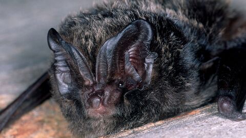 Eine Mopsfledermaus.