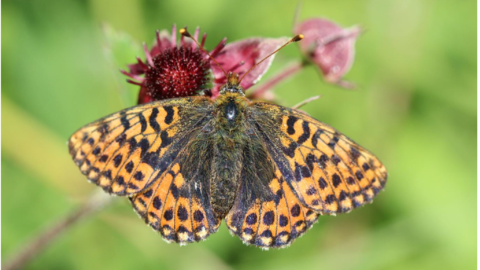 Schmetterling, Perlmuttfalter