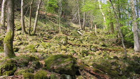 „Brauns Schildfarn“ auf dem Meißner: Exkursion am 1.7. zu einer der seltensten Waldpflanzen Deutschlands