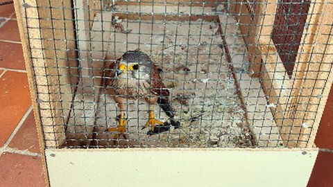 Im Käfig eingesperrter Turmfalke