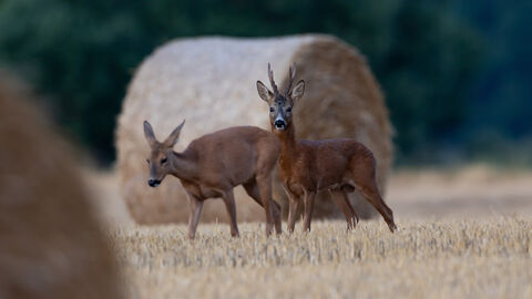 Eine Ricke und ein Rehbock vor einem Strohballen.
