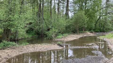 Renaturierter Abschnitt der Gilsa mit Insel und Flachwasserzone