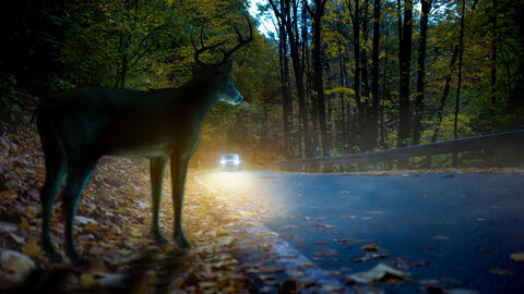 Wildtier steht in der Dunkelheit an der Straße und schaut auf ein nahendes Fahrzeug mit Beleuchtung
