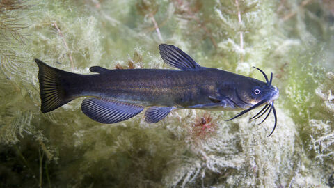 Schwarzer Zwergwels (Ameiurus melas) 