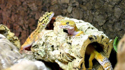 Geckos