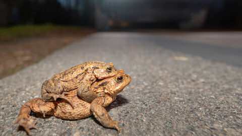 Zwei Kröten auf einer Straße, vor einem Auto