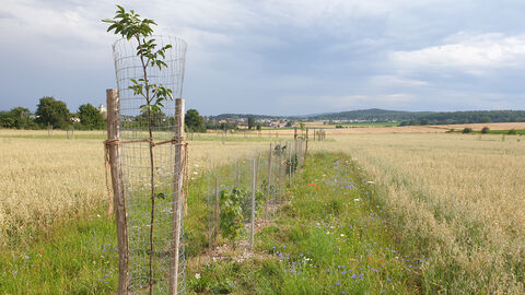 Blühstreifen aus einer Glatthafer Mischung mit Walnussbäumen am Standort Domäne Frankenhausen
