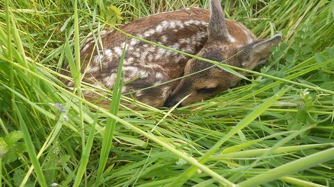 Gras, junges Rehkitz