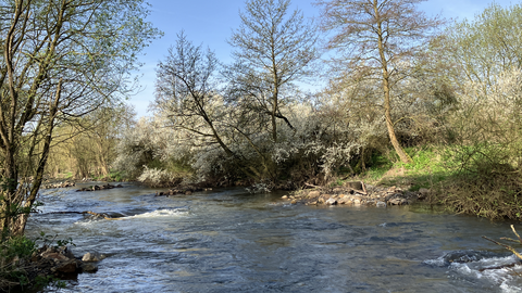 die Diemel jetzt mit Kiesinseln, Überströmungen und Flachwasserzonen